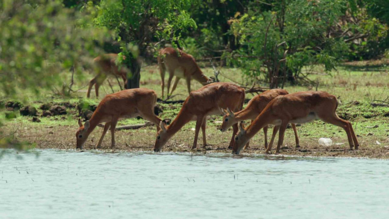 Jezero Tanganika: Modré srdce Afriky