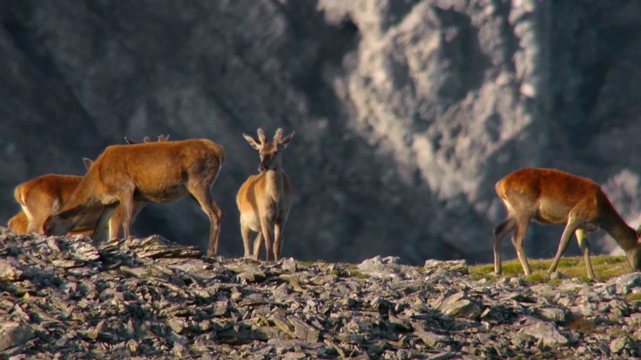 Wild Faces of Switzerland