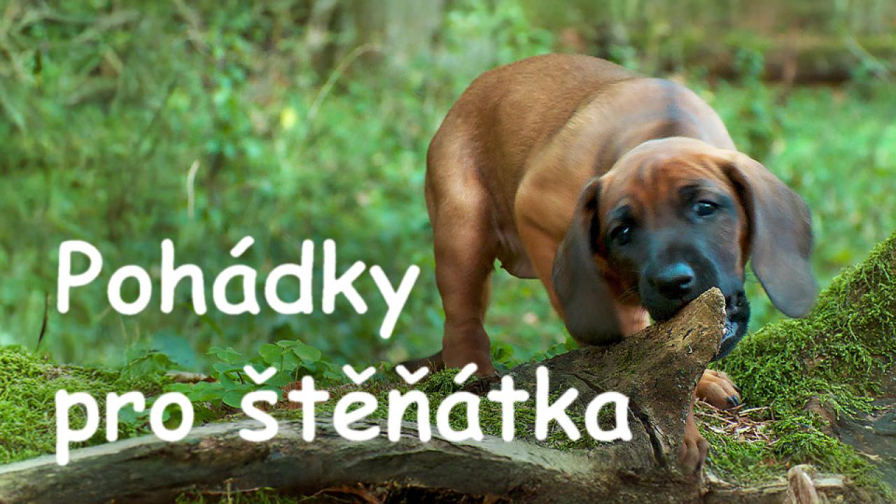 Pohádky pro štěňátka / 10.07.2025, 08:25