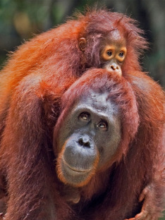 Meet the Orangutans