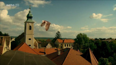 Soví odysea