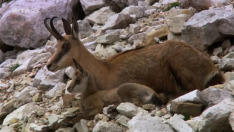 Universum: The Dolomites - In the Heroes' Garden