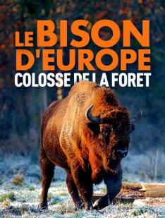 Le Bison d'Europe, colosse de la forêt