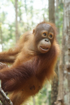 Orangutaní škola v džungli