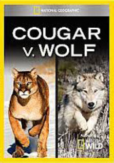 Cougar vs. Wolf