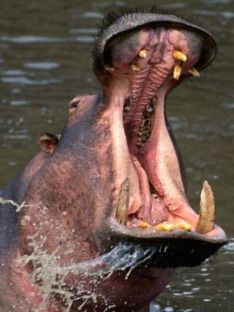 Killer Animal Tactics