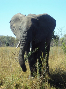 Záchranáři divokých zvířat: Malawi