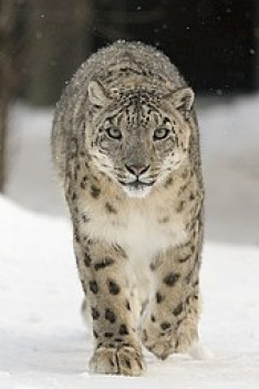 In Search of Snow Leopards: Chasing Shadows