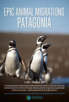 Epic Animal Migrations: Patagonia