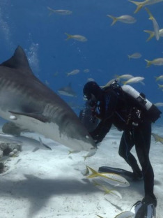 Tiger Shark Beach