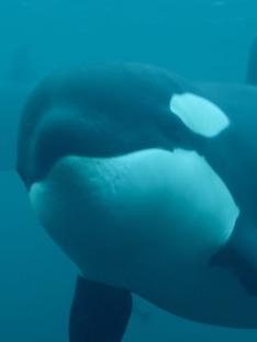 Killer Whale Chronicles