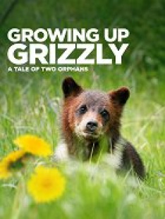 Growing up Grizzly: A Tale of Two Orphans