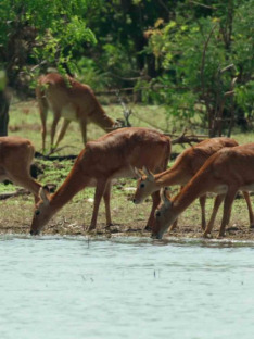 Lake Tanganyika - Africa's Blue Heart