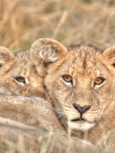 Lion Brothers: Cubs to Kings