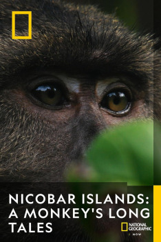 Nicobar Islands: A Monkey's Long Tale