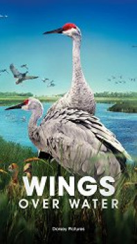 Wings Over Water